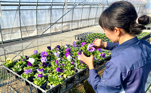 No.409 【ファーム直送】季節の花苗 おまかせ24株セット（春） ／ あいづまフラワーファーム ガーデニング 寄せ植え 花壇 愛知県 特産品