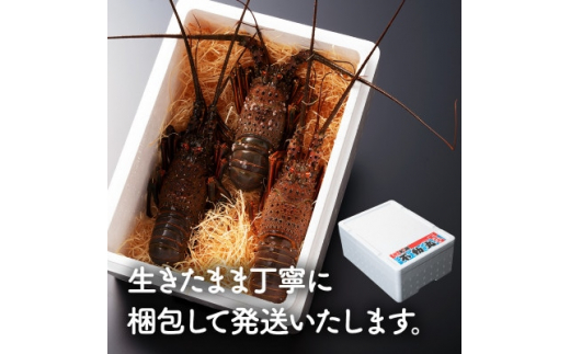 プリっぷり♪活け伊勢海老3尾　約1kg(1尾200g～480g)【1134705】