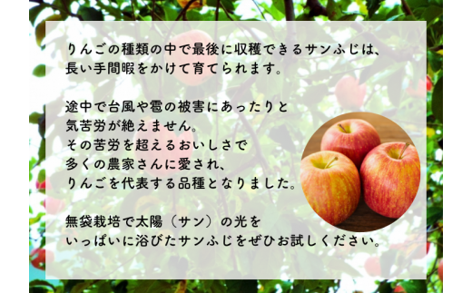 MS16-24A りんご サンふじ（長野県産 秀品）約10kg／2024年11月下旬～12月中旬頃 配送予定//長野県 さんふじ サンフジ ふじりんご 贈答