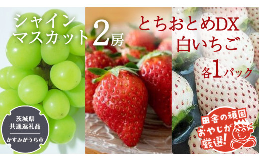 シャインマスカット2房 とちおとめDX1パック 白いちご1パック【令和6年12月より発送開始】（茨城県共通返礼品：かすみがうら市産） 詰め合わせ 果物 フルーツ 茨城県産