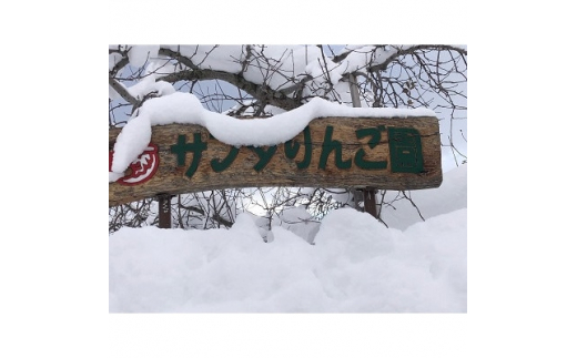 クセになる酸味　お菓子作りに良し、生食でも良し　青森県産　紅玉　贈答用　5キロ【1430908】