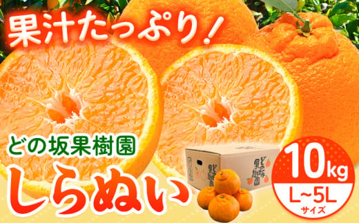 不知火 ( デコポンと同品種 ) しらぬい 約10kg (L～5Lサイズ) どの坂果樹園《2025年2月中旬-4月上旬頃出荷》 和歌山県 日高町 しらぬい 不知火 デコポン でこぽん 旬 果物 フルーツ 柑橘 産地直送 送料無料