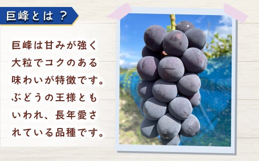 [No.5657-4054]種無し巨峰 約2kg (約4～6房) 《イシカワグレープ》■2024年発送■※9月上旬頃～10月下旬頃まで順次発送予定