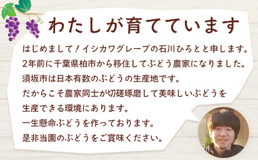 [No.5657-4054]種無し巨峰 約2kg (約4～6房) 《イシカワグレープ》■2024年発送■※9月上旬頃～10月下旬頃まで順次発送予定