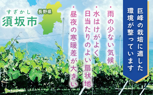 [No.5657-4054]種無し巨峰 約2kg (約4～6房) 《イシカワグレープ》■2024年発送■※9月上旬頃～10月下旬頃まで順次発送予定