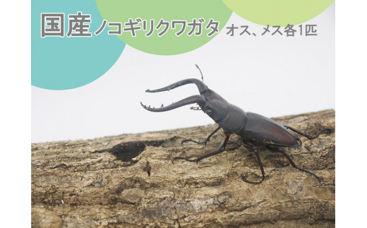 FQ003　ノコギリクワガタ ペア 成虫（オス・メス各1匹 ）夏休み カブトムシ