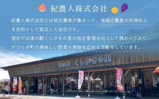 【限定】 不知火 樹上完熟 約2kg （5～6個入）【先行予約】【2025年2月中旬頃から発送】【KG6】