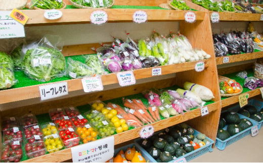 野菜 北海道 おまかせ 旬 野菜セット 南ふらの町 産地直送 旬の野菜 詰め合わせ セット ミニトマト きゅうり ズッキーニ なす とうもろこし ピーマン 夏野菜 夏 秋 2025年発送