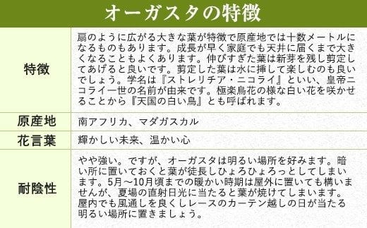 オーガスタ 観葉植物 角鉢 横約15cm×高さ約30cm 6寸 植物 インテリア ガーデン