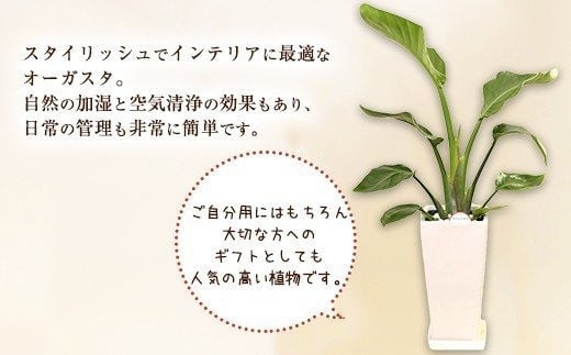 オーガスタ 観葉植物 角鉢 横約15cm×高さ約30cm 6寸 植物 インテリア ガーデン