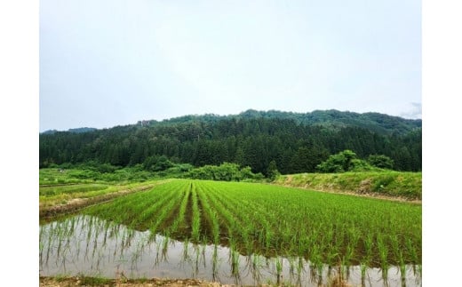 【令和6年度産】【数量限定】新潟県岩船産 こしひかり 辰次郎のお米 精米 5kg×1袋　1072001