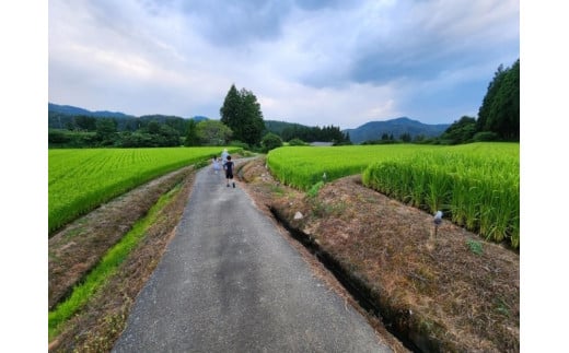 【令和6年度産】【数量限定】新潟県岩船産 こしひかり 辰次郎のお米 精米 5kg×1袋　1072001