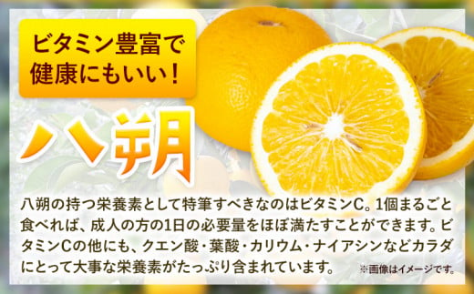 みかん 八朔 厳選 10kg サイズ混合 GOGO農園《1月中旬-3月末頃出荷》 和歌山県 日高川町 はっさく みかん 柑橘 蜜柑 フルーツ 送料無料