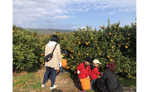 F149-3　高知県東洋町産のぽんかん収穫体験＜10名様＞