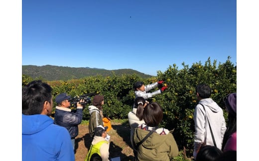 F149-3　高知県東洋町産のぽんかん収穫体験＜10名様＞