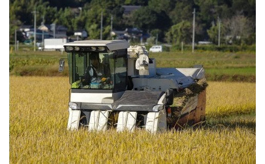 大きなコンバインで収穫します。