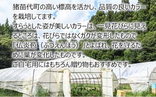 花 カラー ( 生花 ) 60～70cm おまかせミックス 20本前後 生産者：鶫巣靖 猪苗代産 プレゼント 贈り物 ギフト[№5771-1357]