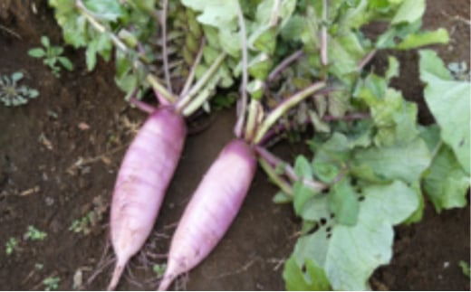 野菜 定期便 3ヶ月 1名様向け 野菜5種 セット 旬の野菜 生野菜 やさい 新鮮 鮮度 産地直送 詰め合わせ 冷蔵 千葉 定期 お楽しみ 3回[№5346-0892]