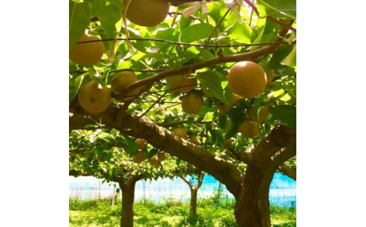 ＜数量限定＞館山齊藤果樹園の完熟梨「新高(にいたか)」6～9個【1534578】