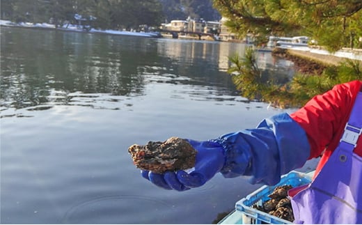 【ふるさと納税】天橋立 天然殻付きマガキ 2kg（約20～25個）【加熱用】魚貝類 牡蠣 カキ 天然 産地直送 焼き 蒸し 真牡蠣 日本酒 [№5716-0339]