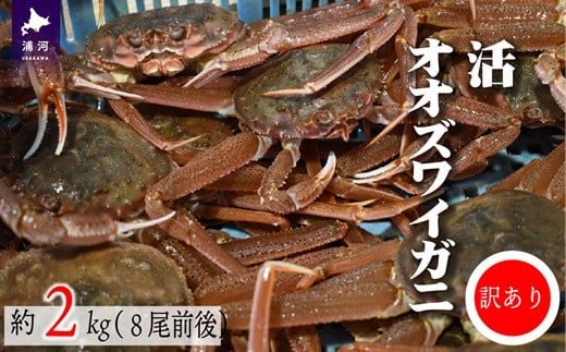 漁協直送！訳ありオオズワイガニを1箱(２kg)お届けします！