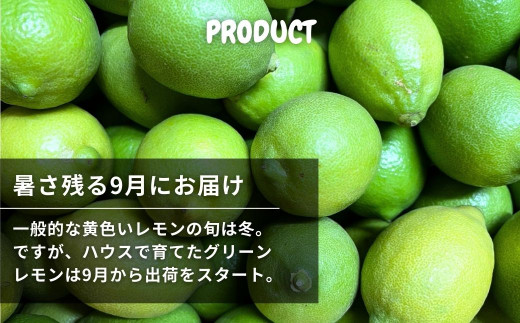 [9月発送] 文田農園の爽やかハウスグリーンレモン 約3kg 瀬戸内 広島 大崎上島 離島 柑橘 檸檬