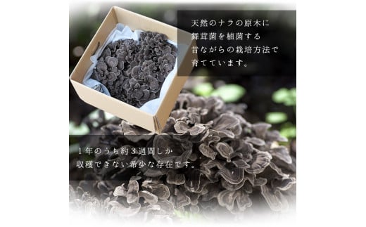 【2025年発送分先行予約】丹波山村産 原木舞茸 約1kg 2025年9月下旬より順次発送予定 / 丹波山名産 希少 無農薬 無添加 舞茸 まいたけ マイタケ 原木栽培 きのこ キノコ 産地直送