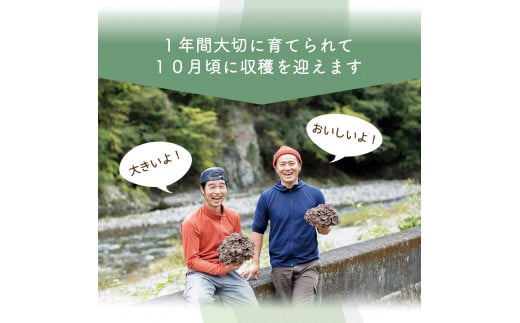 【2025年発送分先行予約】丹波山村産 原木舞茸 約1kg 2025年9月下旬より順次発送予定 / 丹波山名産 希少 無農薬 無添加 舞茸 まいたけ マイタケ 原木栽培 きのこ キノコ 産地直送