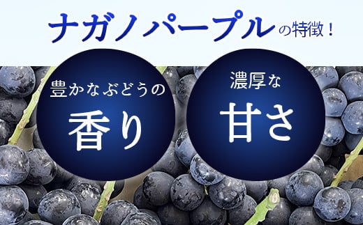 [No.5657-2619]【詰め合わせ】ナガノパープル＆シャインマスカット 合計1kg以上 (各1房）《株式会社 信州須坂太田農園》■2024年発送■※9月上旬頃～9月下旬頃まで順次発送予定