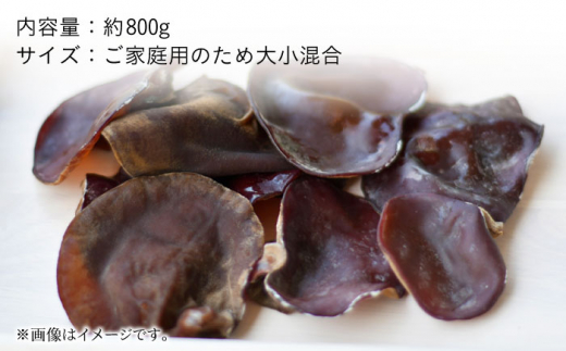 【冷蔵】国産　生きくらげ(あらげ菌床)　約800ｇ（とれたてご家庭用）＜かわはら＞