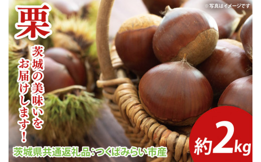 【先行予約】栗 約2kg（茨城県共通返礼品：つくばみらい市産）※2024年10月上旬～10月下旬頃に順次発送予定（CD094）