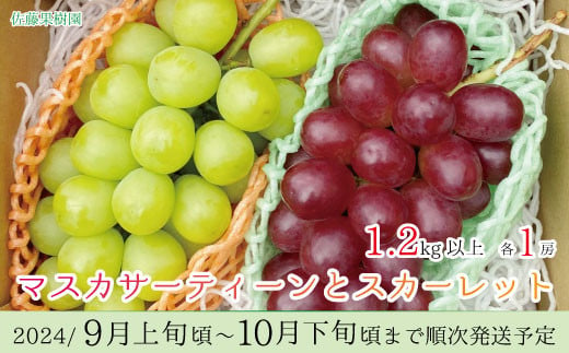 [No.5657-3481]マスカサーティーンとスカーレット 1.2kg以上（各1房）《佐藤果樹園》■2024年発送■※9月上旬頃～10月下旬頃まで順次発送予定
