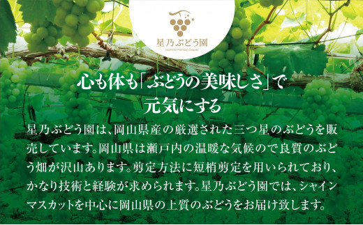 【訳あり】星乃シャインマスカット(岡山県産)　3〜4房(1.8kg以上) シャインマスカット ぶどう 葡萄 ブドウ 果物 フルーツ 人気 美味しい 岡山 TY0-0586