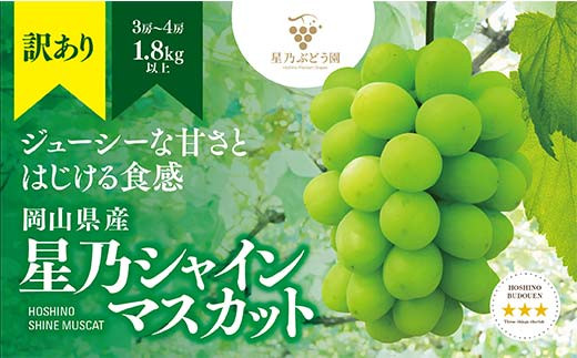 【訳あり】星乃シャインマスカット(岡山県産)　3〜4房(1.8kg以上) シャインマスカット ぶどう 葡萄 ブドウ 果物 フルーツ 人気 美味しい 岡山 TY0-0586