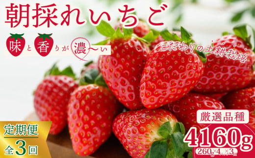 こだわりの土耕栽培で育てた味と香りが濃い苺を朝採れの新鮮なまま定期便にしてお届け