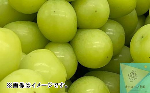 [No.5657-3744]シャインマスカット約4～7房（3kg以上）《信州ゆたか農園》■2023年発送■※10月上旬頃～10月下旬頃まで順次発送予定