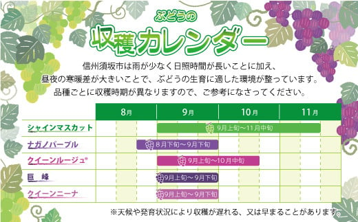 [No.5657-3427]シャインマスカット 約1.8kg (約2～5房) 《信州グルメ市場》■2025年発送■※9月上旬頃～10月下旬頃まで順次発送予定