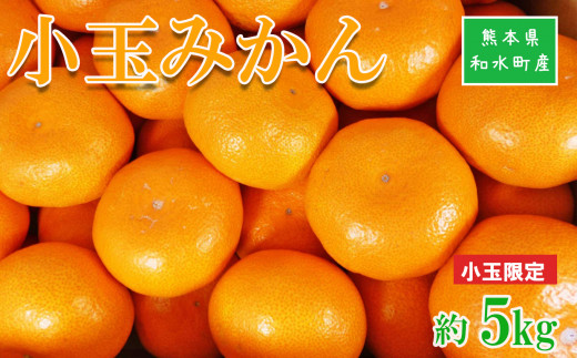 小玉みかん 3S 果物 熊本県なごみ町産 みかん 5kg | 熊本県 熊本 くまもと 和水町 なごみまち なごみ みかん ミカン 蜜柑 柑橘 柑橘類 温州 果物 フルーツ 小玉 3S