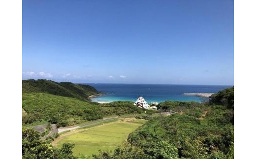 さとうきび酢　雅二扇1本、種扇糖【さとうきび とうきび  砂糖 シュガー 酢 美味しい 自社栽培 種子島 フレッシュ 種子島産 鹿児島県 中種子町 ふるさと納税 送料無料 BA11】