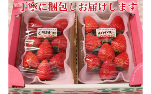 [2024年12月下旬から順次発送] 完熟朝摘みとちあいか 280gとスカイベリー280gの2パックセット｜いちご 苺 とちあいか スカイベリー フルーツ 果物 産地直送 先行予約 [0597]