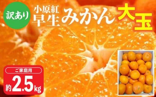 【訳あり】ご家庭用小原紅早生みかん(大玉)　約2.5kg【10月下旬～1月下旬配送予定】