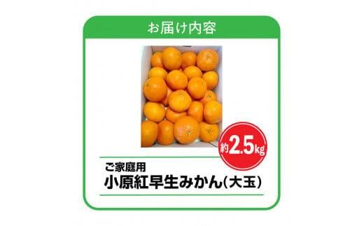 【訳あり】ご家庭用小原紅早生みかん(大玉)　約2.5kg【10月下旬～1月下旬配送予定】