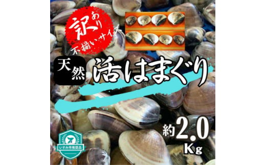 (( 訳あり ))　天然活はまぐり　約2.0kg【1472198】