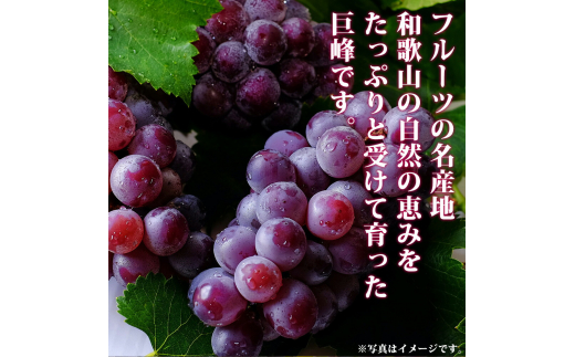 紀州和歌山産 巨峰ぶどう 約2kg ※2025年8月下旬頃〜2025年9月上旬頃に順次発送 ※日付指定不可 巨峰 ぶどう ブドウ 葡萄 果物 くだもの フルーツ【uot784A】