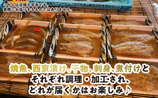 ＜定期便6回＞北海道産 旬 の お魚 4~5種  定期便 お魚 魚 旬のお魚 お楽しみ セット