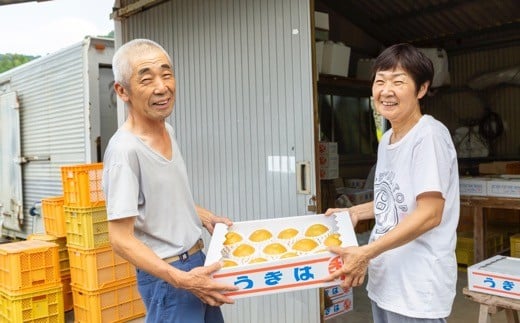 【先行予約】梨の山茂梨園 あきづき梨 10玉から13玉 (約5kg) 2025年9月上旬から9月中旬 出荷予定