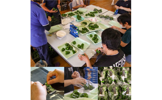 ＜ピーマン＞1kg さらら 高知 野菜 夏 苦みが少ない 佐川町産