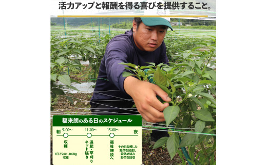 ＜ピーマン＞1kg さらら 高知 野菜 夏 苦みが少ない 佐川町産