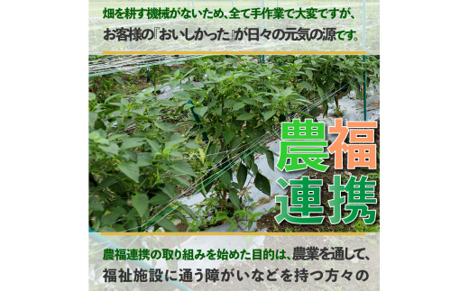 ＜ピーマン＞1kg さらら 高知 野菜 夏 苦みが少ない 佐川町産