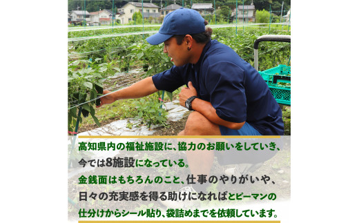 ＜ピーマン＞1kg さらら 高知 野菜 夏 苦みが少ない 佐川町産